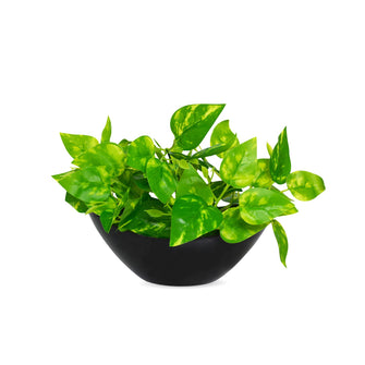 Artificial Leaves Plant in Boat Pot - 18cm Height approx Design-08