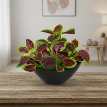 Artificial Leaves Plant in Boat Pot - 18cm Height approx Design-10