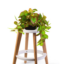 Elegant Artificial Plant Falling Leaves with Pot for Home & Office Decor ? Versatile Potted Plant for Tabletop, Shelves, or Hanging Display