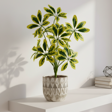 Artificial real touch feel Leaves plant 12 branch without pot - Height 45 cm - Design-2