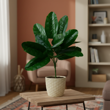 Artificial rubber plant 12 Point without pot - Height 60 cm - Design 2