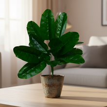 Artificial rubber plant 12 Point without pot - Height 60 cm - Design 2