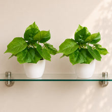 set of 2 real touch leaves in glassi pot
