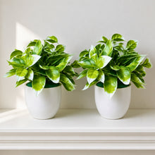 set of 2 cirtus in glassi 5 taar