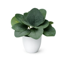 single piece Real touch in 5 taar small glassi pot