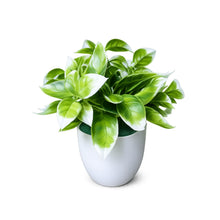 single piece citrus in 5 taar small glassi pot