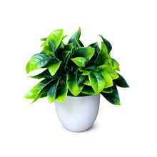 single piece citrus in 5 taar small glassi pot