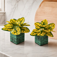 set of 2 Real touch in 5 taar printed dabbi pot