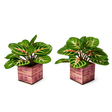 set of 2 Real touch in 5 taar printed dabbi pot