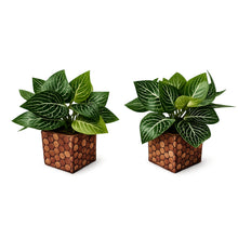 set of 2 Real touch in 5 taar printed dabbi pot