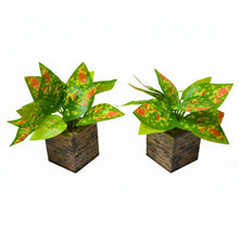 set of 2 Real touch in 5 taar printed dabbi pot