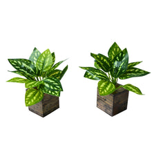set of 2 Real touch in 5 taar printed dabbi pot