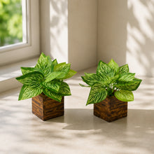 set of 2 Real touch in 5 taar printed dabbi pot