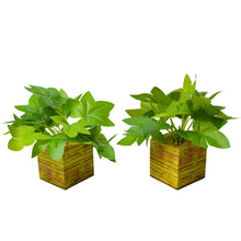set of 2 Real touch in 5 taar printed dabbi pot