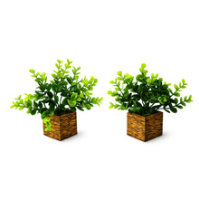 Fancy Mart Artificial Eucalyptus Plant with Plastic Pot (Pack of 2) | 12 cm Height | Mini Potted Plants for Shelf Décor