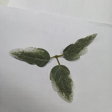 Artificial Leaf Design 031 - 1 KG PACK
