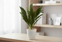 Artificial Lily Leaves (Height 35 cm x Width 20 cm)