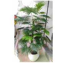 Artificial Chinese Fan Pam Plant 39 leaves (set of 3 plants) (Height 180 cms)