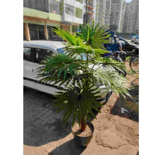 Artificial Fan Palm Plant Single Stem (Big 18 leaves) (Height 200 cm)