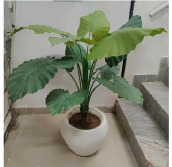Artificial Patta Plant (10 leaves) (120 cms)