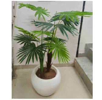 Artificial Fan Palm Plant (Set of 2) (10 leaves) (110 cms) Without Pot
