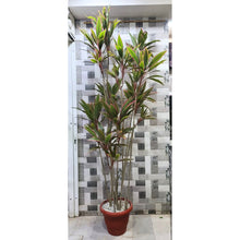 Artificial Plant/Tree (8 feet's) without Pot- 21