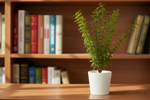 Artificial Wild Asparagus Plant (Height -30cm x Width -18cm)
