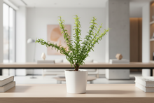 Artificial Wild Asparagus Plant (Height -30cm x Width -18cm)