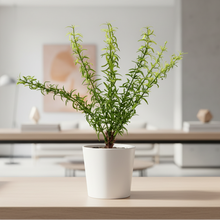 Artificial Wild Asparagus Plant (Height -30cm x Width -18cm)