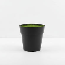 Small Cone Pot Black Size - (in cms) :  Height-10.5 x Width-11 x Depth-11