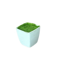 Small Pearl Pot Size - (in cms) : Height-5.5 x Width-5.5 x Depth-5.5