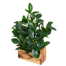 fancymart Plastic Artificial Plant In Buckle Wood Pot (28 Cms / 11 Inchs)