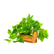 fancymart Artificial Money Plant with Woodlog Pot with Height 18 cm use as a Hanging or Tabletop for Home & Office Décor