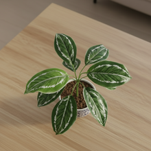 Artificial Plant with 9 Leaves Heads without pot (Height : 30 x Width : 30 cm)