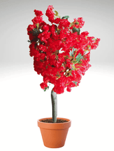 Red blossom flower  tree without pot size (4) feet