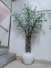 Ficus White Tree Without Pot (Height : 6 Feets)