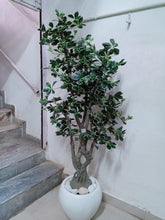 Ficus Premium leaves tree without pot  ( Height: 6 Feet)