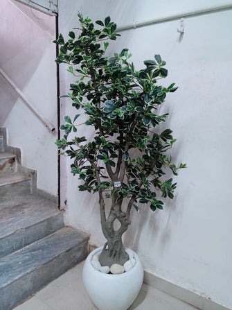Ficus Premium leaves tree without pot  ( Height: 6 Feet)