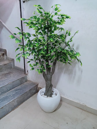 Ficus Leaves Tree Without Pot ( Height: 6 Feet)