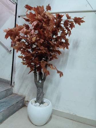 Mapple Brown Leaves Tree Without Pot ( Height: 6 Feet)