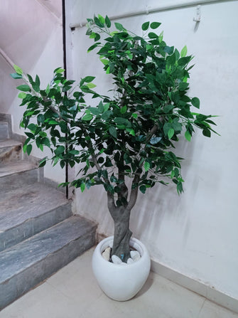 Ficus Green  Leaves Tree Without Pot ( Height: 6 Feet)