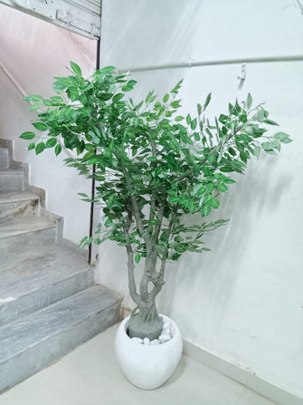 Ficus Leaves Tree Without Pot ( Height: 5.6 Feet)