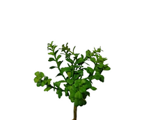 Artificial jade plant without pot  (height:18cm)