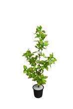 Artificial croton Leaves plant 3 branches Height 98 CM