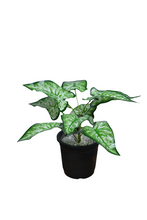 32 cm Artificial lily  leaves plant 9 Branches