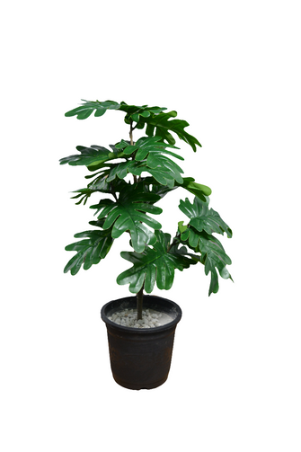 Artificial  53 CM Pam Leaves plant 3 branches Height