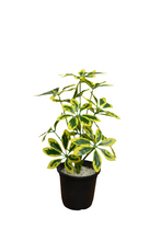Artificial  46 CM Real touch feel Leaves plant 12 branch
