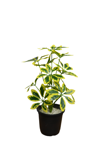 Artificial  46 CM Real touch feel Leaves plant 12 branch