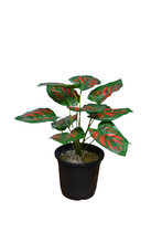 Artificial Leaves plant 12 branches Height 35 CM