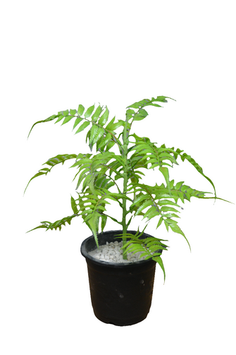 Artificial Green palaply Leaves plant single stem Height 35 CM